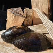 25 Stk. Teichmuscheln