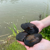 30 St. Teichmuscheln