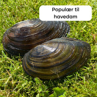50 Stk. Teichmuscheln