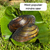 100 Stk. Miesmuscheln