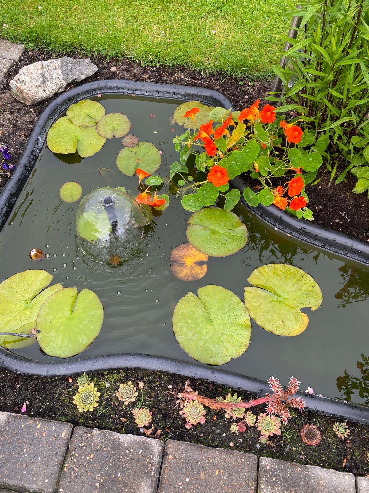 Gartenteich an Tag 0